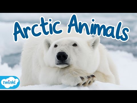 What Animals Live in the Arctic? | Where is the Arctic for Kids