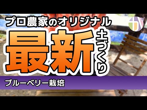 園芸 アメリカンブルーベリー、ハイブッシュコーンフラワー、コリンベル、ジャイアントブルーベリー