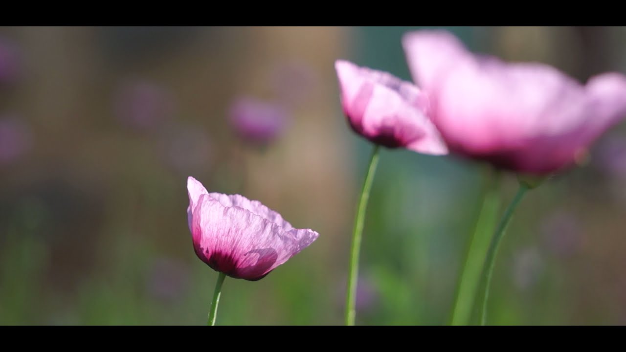 Объектив Sony E 55-210mm f/4.5-6.3 черный