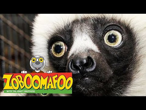 🐒 Zoboomafoo 🐒 Season 1 Episode 1-5 Compilation | Kids TV Shows