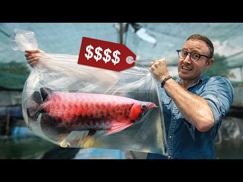 Arowana