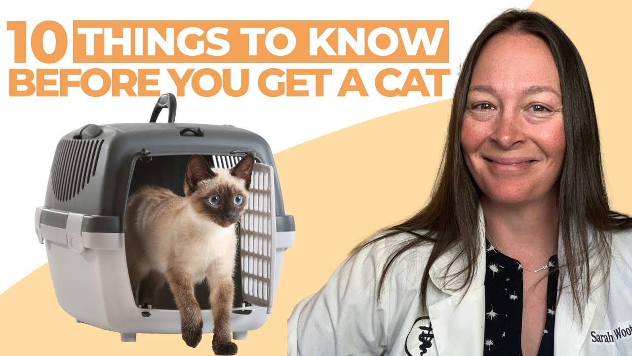 10 Things I Wish I Knew Before Getting a Cat