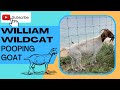 Pooping Goat