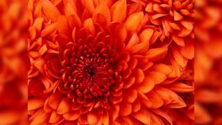 10,000 Maniacs My Mother The War