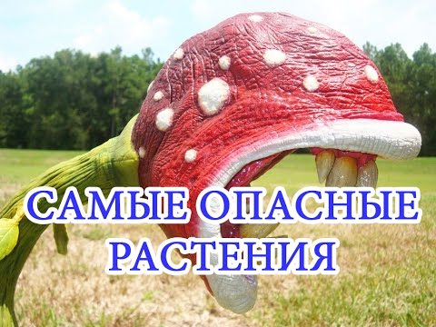 ✅ТОП 5 самых опасных растений в мире