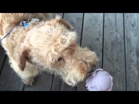 Ice Cream in Bar Harbor