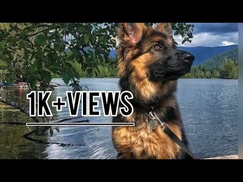 What do you think of my German Shepherd #love #doglover #germanshepherd #Nirmit Gujjar Vlogs