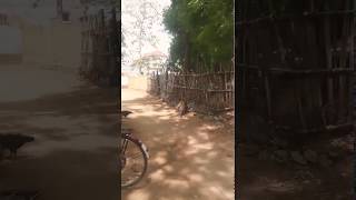 preview picture of video 'Thirunelveli | green | peacocks everywhere'
