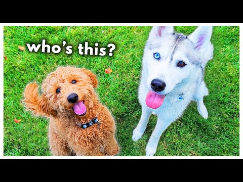 My Husky Meets a New Puppy Friend! (And teaches him how to SWIM?!)