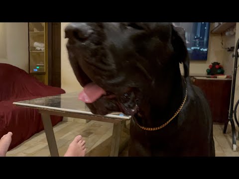 Halima is live! Watching Doggies Playing