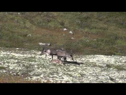 Hunting wild reindeer - TRAILER