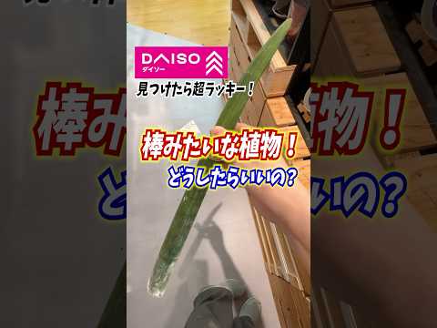 plantes-balcon-vertes-pots-lierre plantes balcon