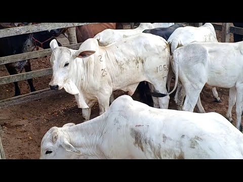 FEIRA DE GADO DE CAMPO GRANDE-AL 25/10/2025 #nordeste #gado 