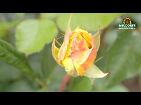 Neudorff Bug & Larvae Killer