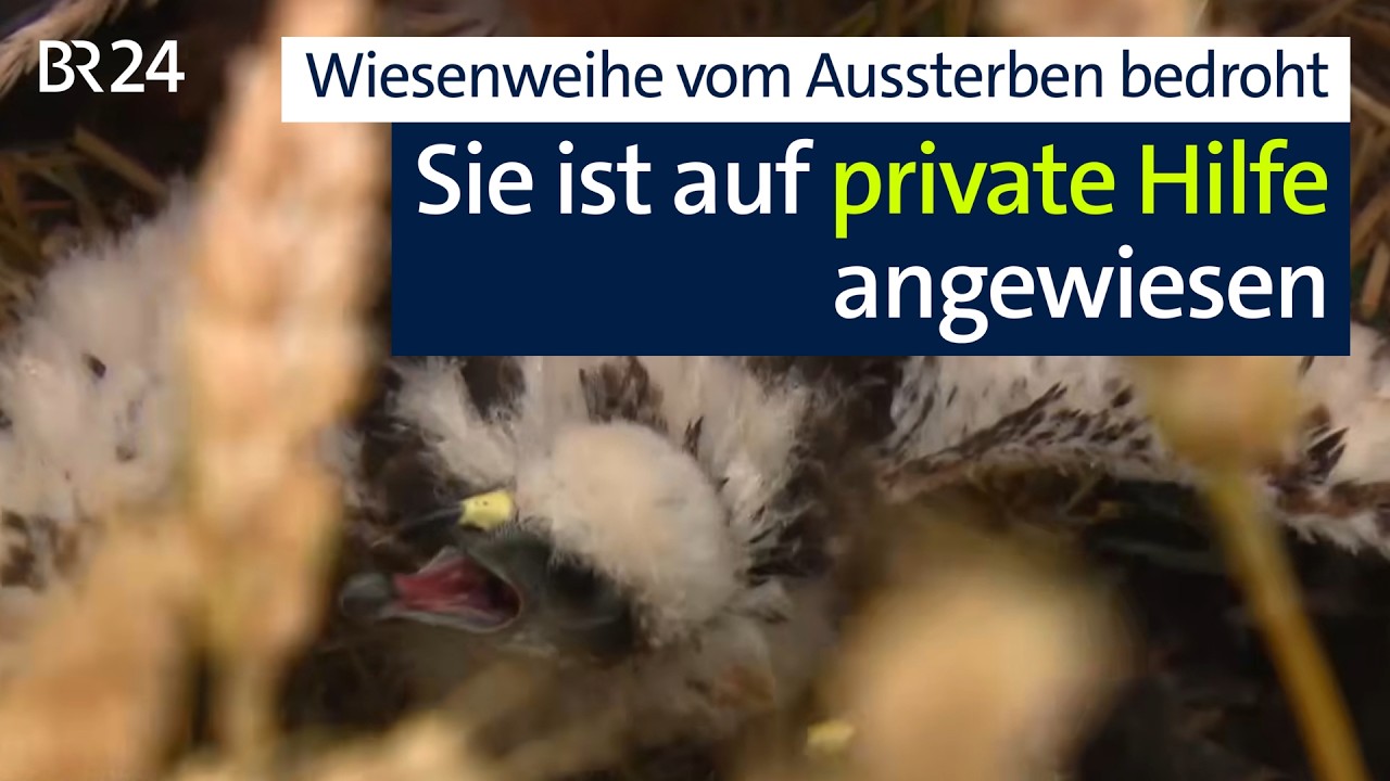 Ohne privates Engagement wäre dieser Vogel bereits ausgestorben | BR24