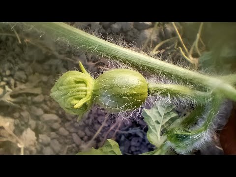 watermelon commercial hybrid seed production through manual pollination
