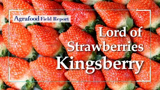 [Agrafood Field Report EP.09] ‘Lord of Strawberries,’ Kingsberry