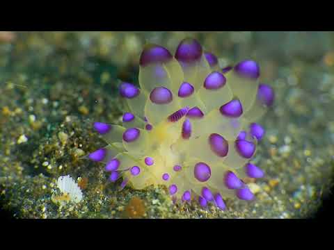 25 Nudibranch C - scuba diving video