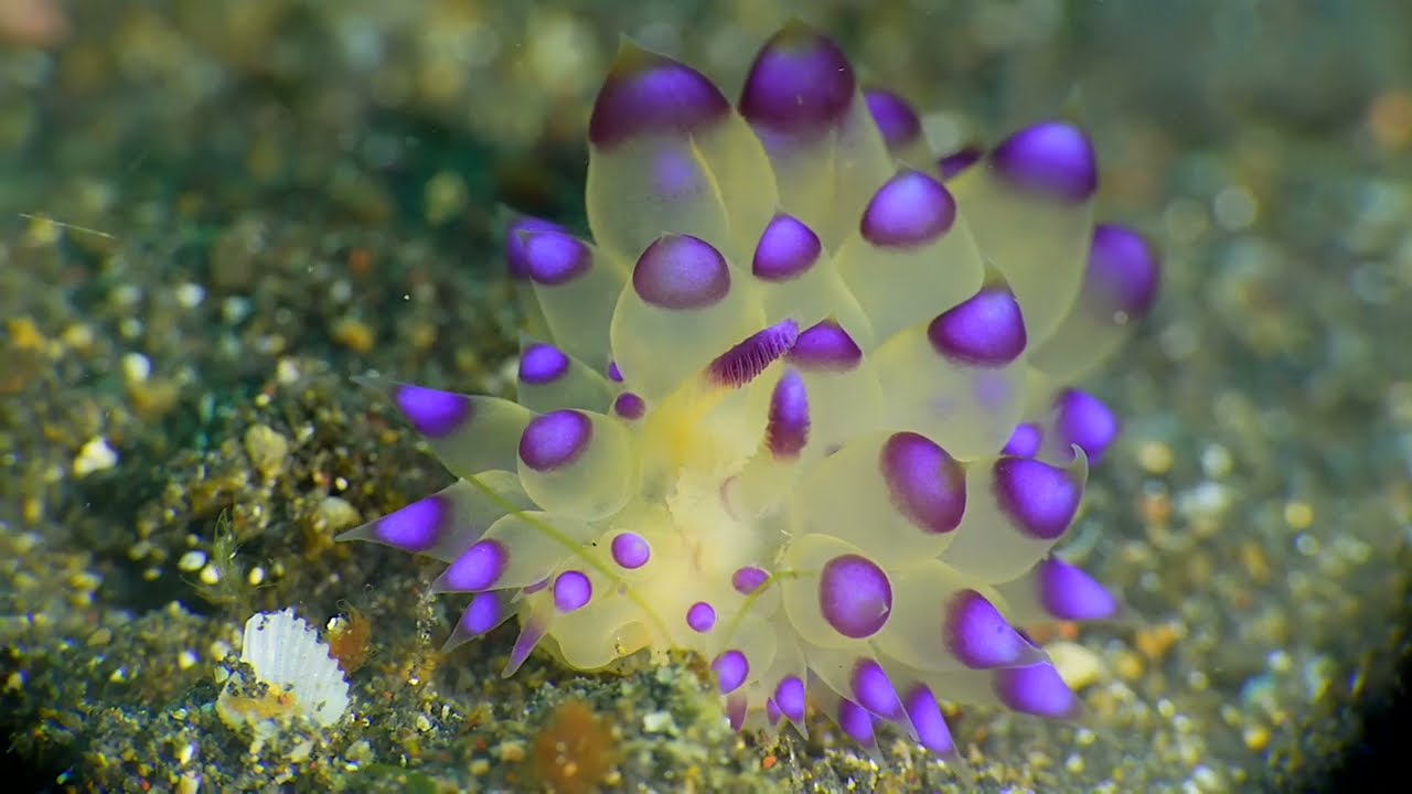 Third of 6 Tropical Pacific Nudibranch videos, genus and species.