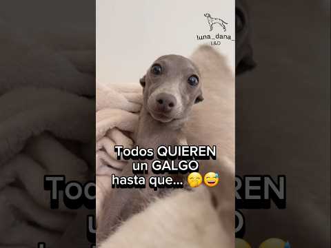 😅🤭TODOS QUIEREN un GALGO HASTA QUE... #perros #galgo #videosgraciosos #dog