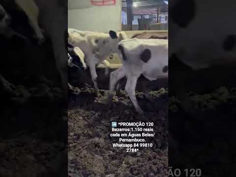 120 Bezerros:1.150 reais cada em Águas Belas/ Pernambuco. Whatsapp 84 99810 2784*#gado