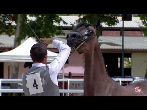 N 4 ATHENA DOMITIA   2020 Vichy   Championnat de France du Cheval Arabe   Yearling Fillies Champions