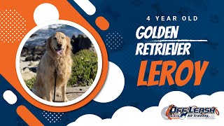 Download Lagu Best Golden Retriever Dog Training | Marina, CA | Leroy! Thumbnail