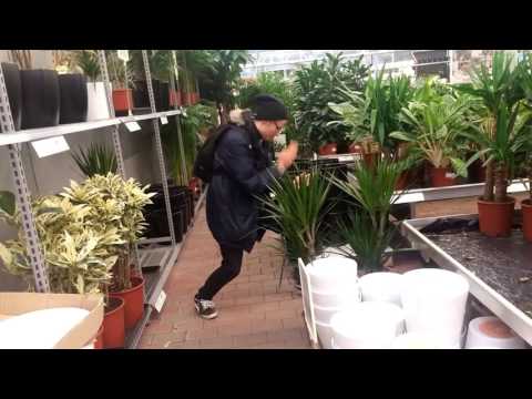 Maynarding in plantagen, lielahti