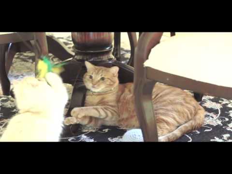 Dear Kitten: A letter from Cheeto