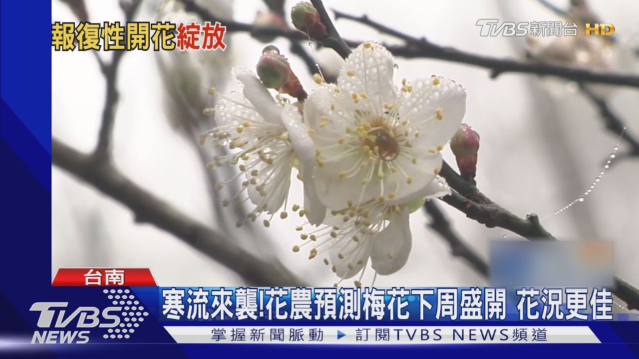 越冷越開花!梅嶺梅花盛開3成 梅子雞湯夯