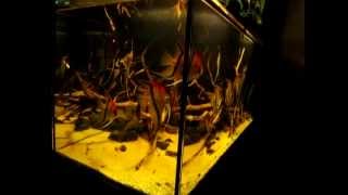 My Amazon black water biotope - Lago Manacapuru