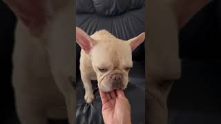 Video preview image #1 French Bulldog Puppy For Sale in Boca Raton, FL, USA