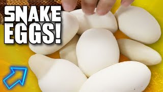 FIRST SNAKE EGGS OF THE YEAR AND SNAKE BREEDING TOO!!! | BRIAN BARCZYK