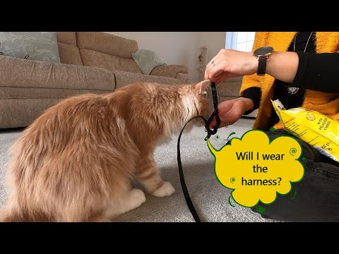Will I Wear a Harness? | Muffin the Maine Coon
