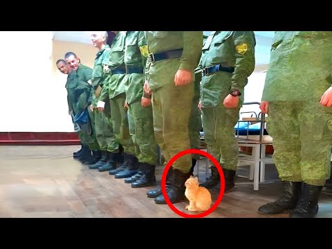 When Cats Are Being Total Little Humans 😂 Funny Cat and Humans