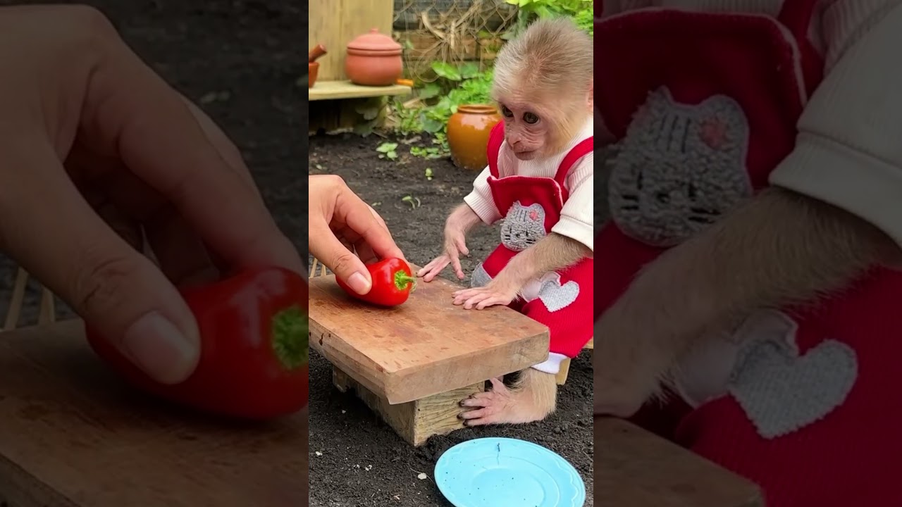 Smart monkey Lily gets water to help her aunt cook #monkey #shorts #short