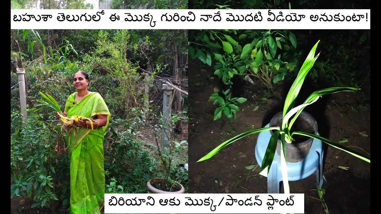 Pandan plant/biryani leaf uses and propagation