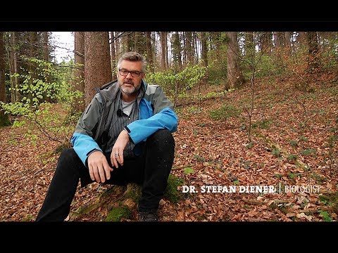 How to Use BSF for Biowaste Treatment