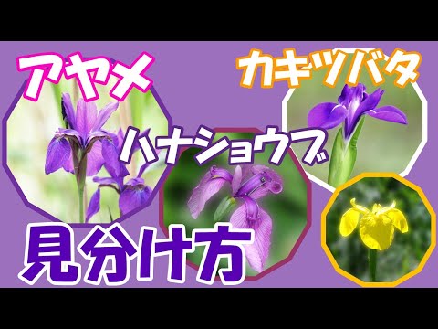 ヨーロッパショウブ 植物