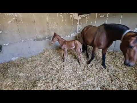 Filly Foal born 17/06/2025