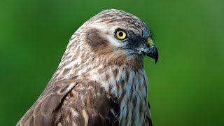 Download lagu Birds of Russia 4 mp3