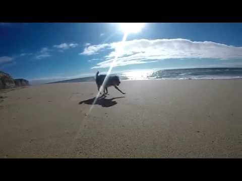 Slomodogs - Praia das Bicas