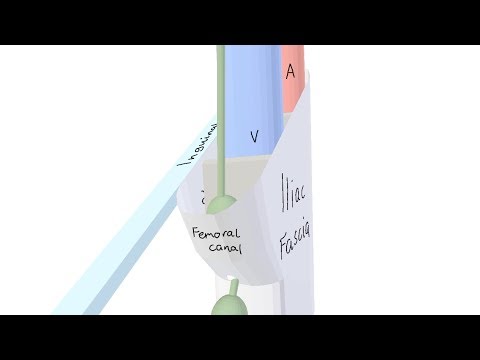 3D Tour of the Femoral Canal