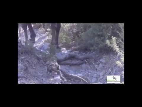 Andalusian Horses - Los Olivillios,  Spain, 2015