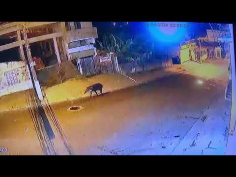 ANTA FOI VISTA ANDADO NAS RUAS DA CIDADE PROCURANDO A RODOVIÁRIA DE JUQUITIBA.