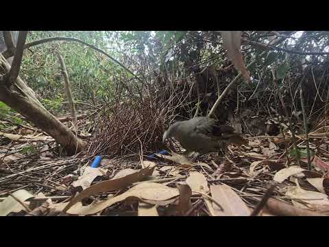 Male Satin Bower Bird maturing to blue plumage imitates several native birds and dances