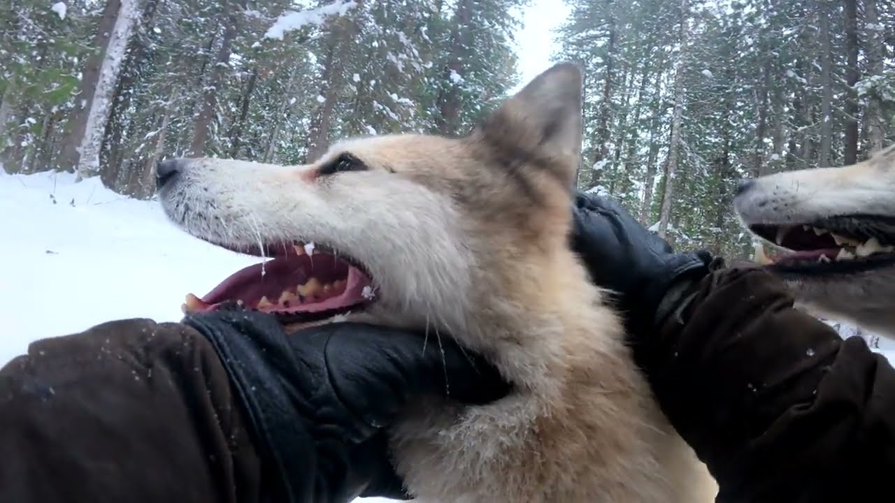 Прогулка с Лайками