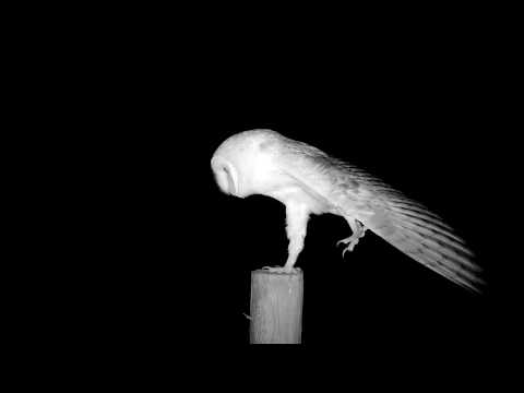 Barn Owl - stretch
