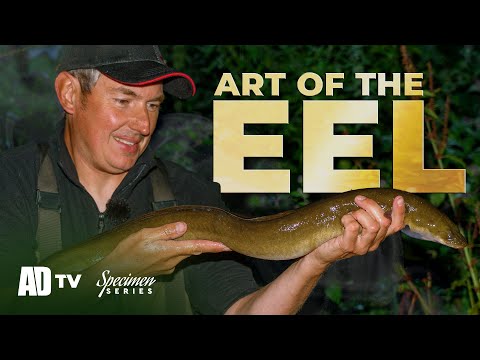 Big Eel Fishing - Phil Spinks Specimen Series