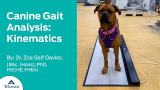 System Strideway Tekscan